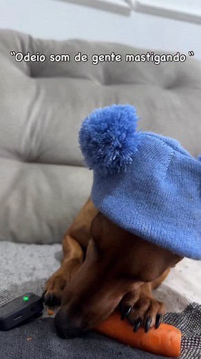 287K views · 55K reactions | Jorginho mastigando , música para meus ouvidos 殺殺 . . Sigam @xuxoquarteto4patas para mais . . . Acompanhe o dia dia dos xuxos cãoriocas e se divirta bastante com os memes , fofurices e dramas da família hot dog mas amada do Brasil 來. Temos um encontro marcado nos stories diariamente , MAMÃE DA MUITAS DICAS POR LÁ . . . #explore #instagram #salsichinha #cachorrosfofos #dachshund #doglover #love | Xuxo fernandes dasch | Facebook