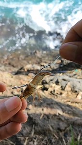 267K views · 1.6K reactions | How to Put Live Shrimp Fishing Bait More Effectively | Kawan mancing | Facebook