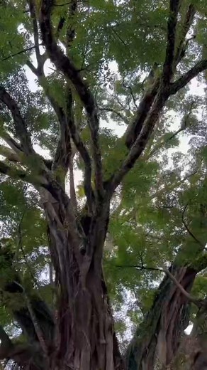 The Canlaon Century Tree, a magnificent Balete tree nestled in Barangay Lumapao, Canlaon City, Negros Oriental, Philippines, stands as a testament to the enduring power of nature and the rich tapestry of Philippine folklore. Estimated by botanists to be over 1,328 years old, this ancient tree is not only the oldest recorded tree on the island of Negros but also a living monument that has witnessed centuries of history, cultural evolution, and ecological change. Historical and Ecological Signific