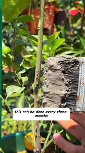 5.3K views · 32 reactions |  Easy & Practical Planting Hacks You’ll Actually Use! Tired of complicated gardening tips? These tricks are simple, smart, and beginner-friendly. Try them at home and thank me later! ‍✨ Think you know all the gardening hacks?  There are tricks even grandma didn’t know! ✨  Share & Follow for more surprising planting tips. #PlantingTips #HomeGardening #UsefulHacks #GardeningTips #PlantingHacks #Gardenizi | Garden Lovers | Facebook