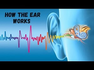 How the ear works | The ear and the mechanism of hearing