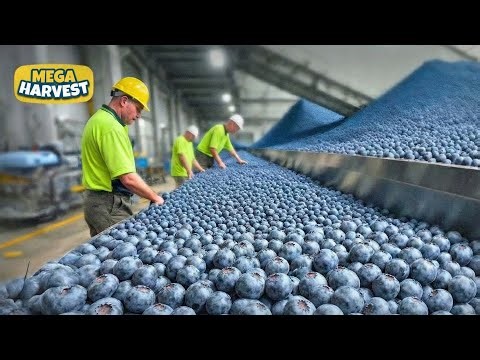 Inside the Blueberry Mega Farm: From Mega Farm to Supermarket! (Full Process)