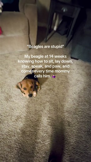 Beagle Puppy Training: 14-Week Obedience Wins