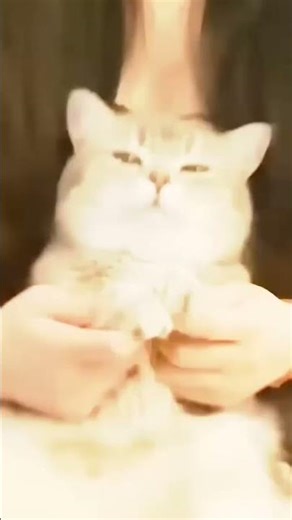 Egyptian trend (credit of cat dance goes to the owner) #cinnamorollgirl321