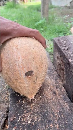 Satisfying open a coconut cone from the shell