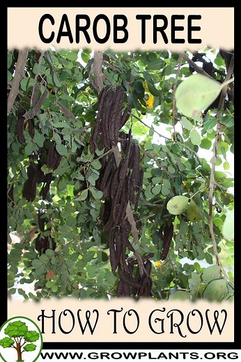 Carob tree - How to grow & care
