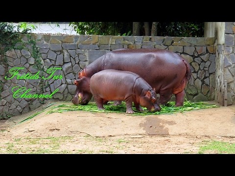 Hippo Baby with mother Hippopotamus - Feeding Hippos at the ZOO