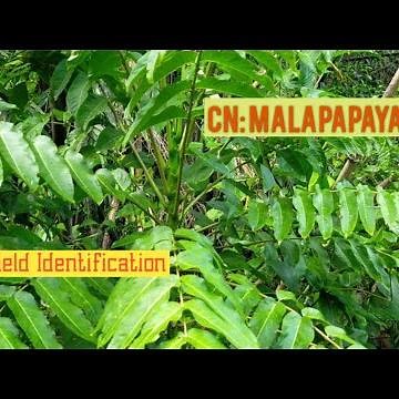 Malapapaya- Polyscias nodosa (Blume)/ Family Araliaceae- Dendrology (Field Identification)