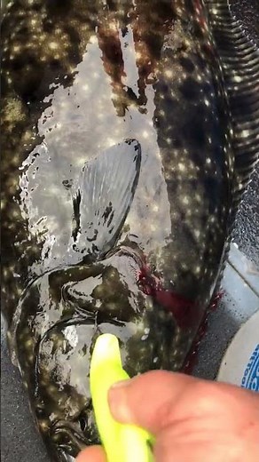 How to Bleed a Halibut correctly for White meat