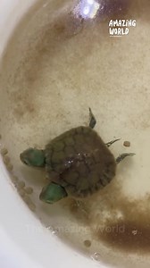 16K views · 527 reactions | A very rare two-headed turtle 殺 | The Amazing World | Facebook