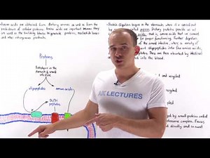 Introduction to Amino Acid Metabolism