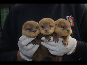 A Cute And Funny Otter Videos Compilation 2017