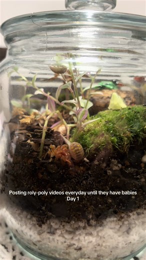 Roly-Poly Bug Terrarium Adventure