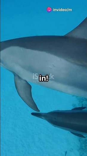 Dolphin Birth: A Magical Ocean Journey