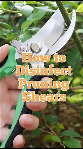 How to Disinfect Pruning Shears / Pruner / Pruning Scissors / Garden tools / Sanitize #shorts