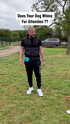 SouthendDogTraining on TikTok