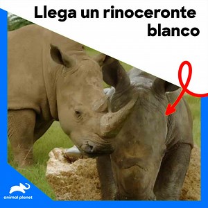 130K views · 6K reactions | Tras 16 meses de espera, Terri presencia el increíble nacimiento de una cría de rinoceronte 憐 #LosIrwin Disfruta el contenido de Discovery en MAX. Suscríbete ahora: https://bit.ly/MAX-AnimalPlanetLa | Animal Planet Latinoamérica | Facebook