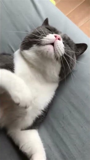 🐱🐶Revolutionary Self-Cleaning Pet Brush: Say Goodbye to Shedding Fur!😍#tiktokmademebuyit