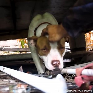 19K views · 217 reactions | Abandoned Pit Bull gives birth to nine puppies! | Viral Stories | Facebook