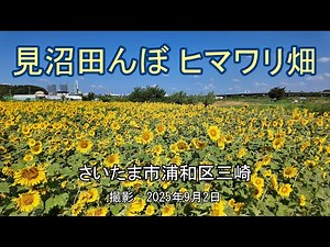 見沼田んぼ ヒマワリ畑 [4K] Sunflower fields in Minuma rice fields