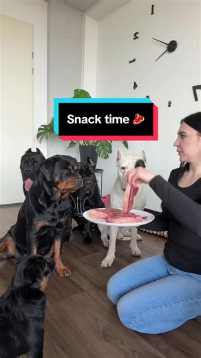 Delicious Snack Time for Dogs: Rottweiler, Dogo Argentino, Cane Corso, and Griffon