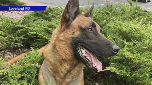Loveland police K-9 back on the job after injury