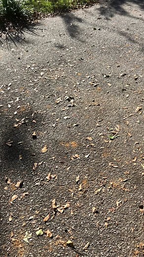 Heartwarming Baby Bloodhound Welcoming Home Moment