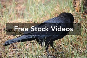 Raven Eating Videos, Download The BEST Free 4k Stock Video Footage & Raven Eating HD Video Clips
