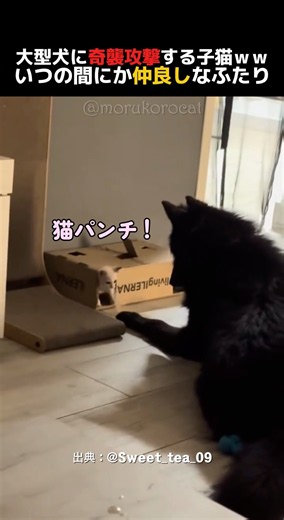 大型犬に奇襲攻撃する子猫ｗｗいつの間にか仲良しなふたり