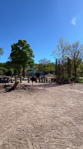 Ostrich learns to dance with clumsy steps
