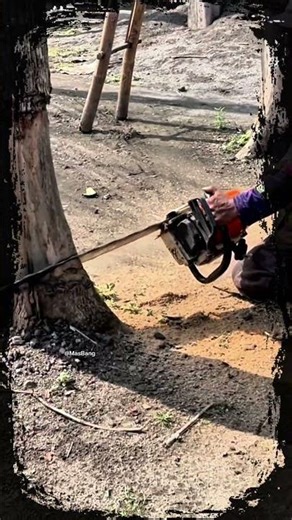 professional lumberjack trees deserve to be cut down