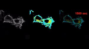运用单光子计数相机PF32快速实现FLIM/FRET成像.mwv