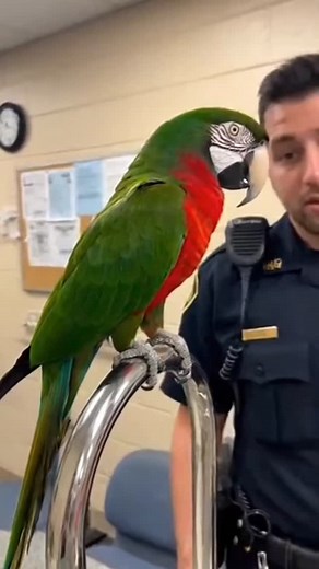 777 reactions · 23 shares | Parrot reel | Parrot Universe | Facebook