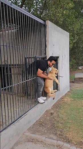 Dangerous Lion Cub in Angry Mood | Nouman Hassan |