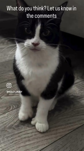 Oreo, the biscuit maker