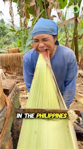 This is the process of harvesting Abaca #knowledge #fyp