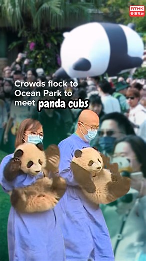 13K views · 652 reactions | Panda fever took over Ocean Park as the much-loved twin cubs made their public debut on Sunday. Many locals and tourists arrived early to make sure they could see the baby pandas as soon as possible. Watch our reel to see how delighted people are to meet the Hong Kong-born twin cubs! . . . #hongkong #panda #pandababy #twins #animals #oceanpark | RTHK English News | Facebook
