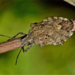 Pest Control Beaverton, Oregon