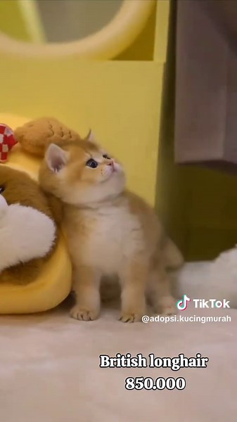 adopsikucingmurah on TikTok