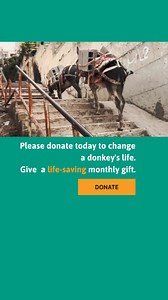31 reactions · 31 shares | For such gentle souls, working donkeys in...