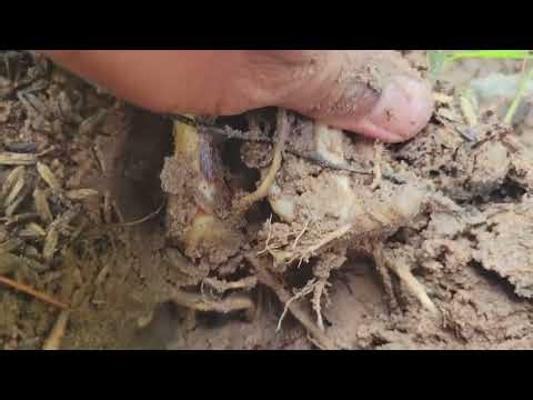 Exploring Fresh Vegetables Around My Home Garden 🌱 | Homegrown Veggies Tour