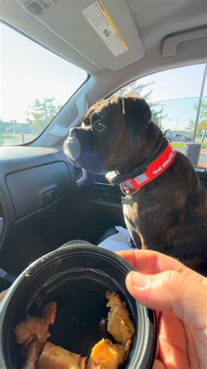 Hooman dad is sooooo dramatic! Did I almost break the window out, I’m sure it was close but the person didn’t have to walk so close to my truck either!!! I made up for it and didn’t growl at the drive thru people so I got some chicken for being a good boy!! 🐾❤️🐾❤️🐾❤️🐾 #boxeraddict #boxergram #boxerlife #boxer #dogslife #boxerlove #boxerplanet #boxerdog #dogs #boxersrule | Louie the Boxer