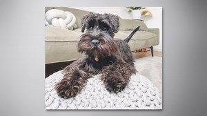 From then to now: Evolution of familiar mammals