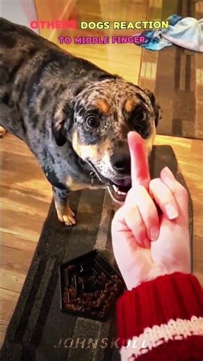 Other Dogs reaction to middle finger Vs Last Dog #trollface #trolledit #trending