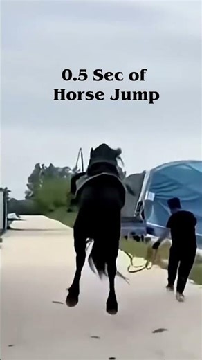 0.5 Sec of Horse Jump!!