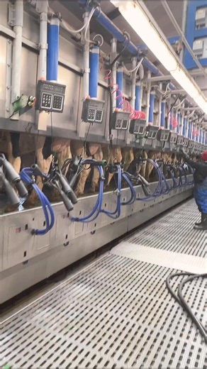 Innovative Techniques by Farm Girls for Happy Cows | Farm Factory