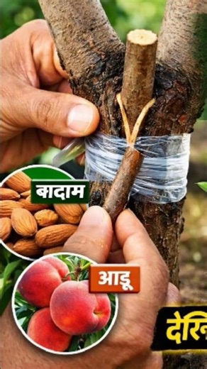 बादाम की कलम आड़ू पर कैसे लगाएं? 🌿 | Almond Grafting on Peach Tree