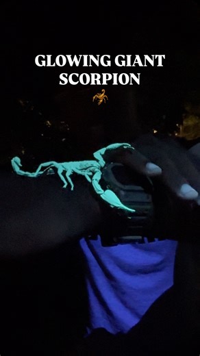 Finding a wild Long Claw Scorpion (Heterometrus longimanus) was an amazing experience out in SE Asia! So fascinating see such a large scorpion, and experiencing that glow! 🦂🔦🦂🔦🦂🔦🦂🔦🦂🔦🦂🔦🦂🔦🦂🔦🦂🔦🦂 #wildlife #nature #instagramreels #naturephotography #wildlifeplanet #animals #wildlifewarriors #wildlifephoto #wild #animal #naturelovers #wildlifeonearth #steveirwin #wildlifeofinstagram #wildlifeconservation #wildlifeperfection #insect #reels #wildlifeaddicts #turtle #savetheturtles #n