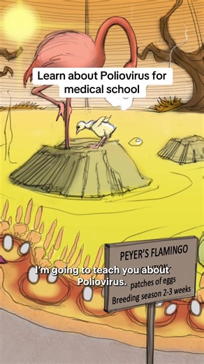 Poliovirus explained in 1 minute. This quick overview breaks down polio virology for medical students, PA students, NP students, and anyone studying microbiology or infectious disease. Poliovirus basics in one place. A positive-sense RNA virus that replicates in the gut, targets motor neurons, and causes asymmetric paralysis. Plus, a quick breakdown of IPV vs OPV vaccines. If you’re studying polio for exams, boards, or clinical rotations, this is high-yield poliovirus review made visual. Watch t