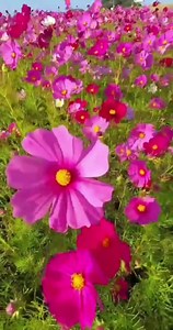 14K views · 868 reactions | Amazing view  | The wonderful world | Facebook